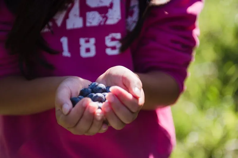 Pleasant Hill Blueberry Farm