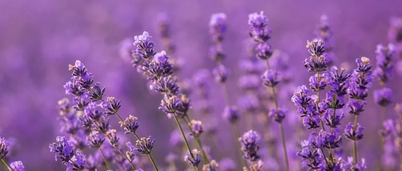 Summerhouse Lavender Farm