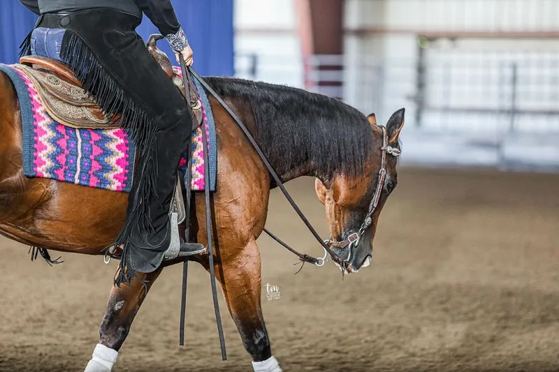 Taylor Made Performance Horses
